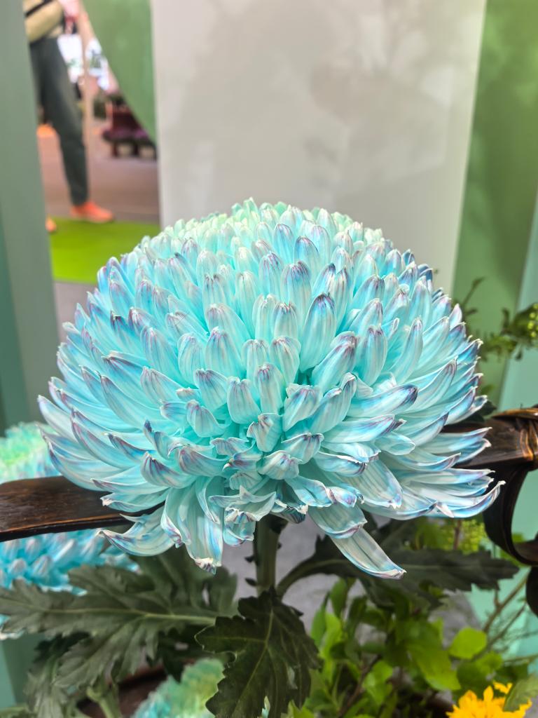 年产值超5000亿元！“鲜花经济”一路生花
